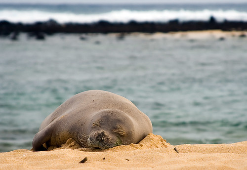 monk seal