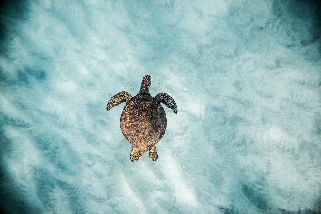 swim with hawaiian sea turtle